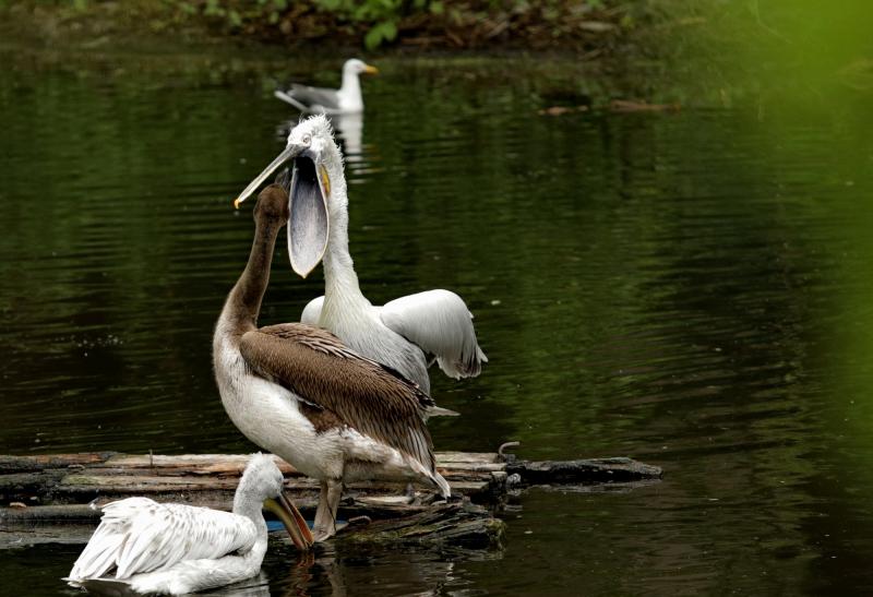 «Учителя года» взяли под опеку семью розовых пеликанов Московского зоопарка