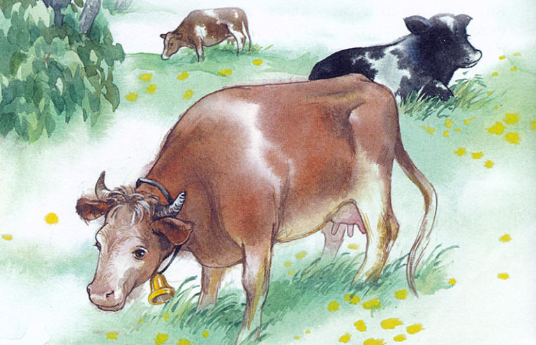 Важные коровы